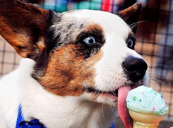 These Animals Are Eating Ice Cream And It’s So Cute You Won’t Even Be That Jealous.