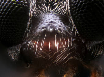 Macro Photography is Taken to the Next Level With This Technology. The Results Are Fascinating.