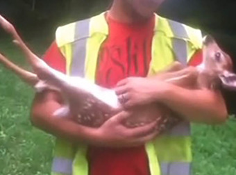 This Baby Deer Does Not Want To Be Put Down. Nope, Not Even A Little Bit.
