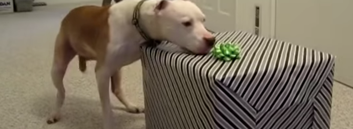 This Pitbull Beat Cancer And Got A Surprise He’ll Never Forget. Just Wait Til The Box Opens!
