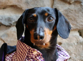 These Hallo-weiner Dogs Are Here to Spook You Silly With Their Cuteness.
