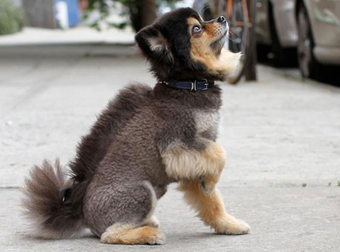 15 Dogs Who Would Like To Have A Word With Their Owners About A Haircut.