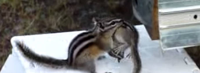 A Determined Chipmunk Mama Tries To Put Her Baby To Bed. 2:20 Is Too Funny!