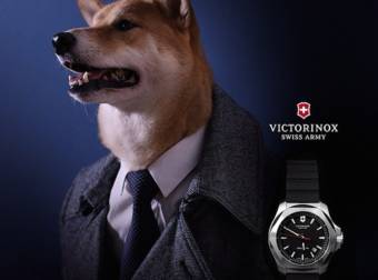 Face It: This Shiba Inu Is Richer Than You And It Has Your Dream Job.