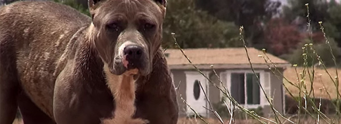 Scared, Stranded Pit Bull Who Was Struggling To Survive Gets A Touching Rescue.