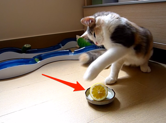What This Kitty Does With A Lemon Melted My Heart Into Pieces.