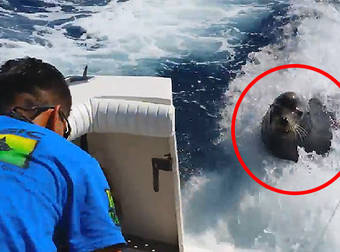 This Sea Lion Chased A Speeding Boat Before Leaping In And Stealing A Fish.