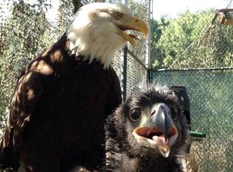 They Weren’t Sure This Eagle Would Survive Childhood. Her Journey Was Amazing.