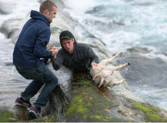 20 Times Animals Were Miraculously Saved By Absolutely Amazing People.