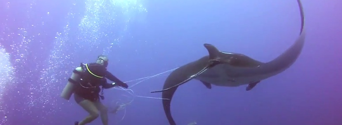 Watch These Divers Rescue A Giant Manta Ray From A Fishing Net.