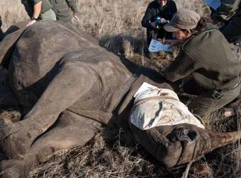 500 African Rhinos Will Be Relocated Due to the Increasing Level Of Poaching.
