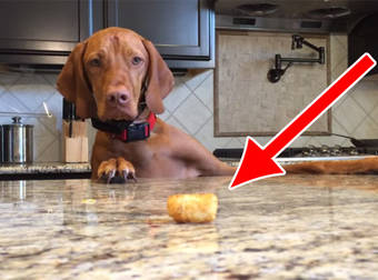 This Dog Really Wants A Tater Tot On The Kitchen Table, But He Just Can’t Reach.