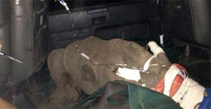 A Heartbroken Baby Rhino Was Found Crying Uncontrollably… And There Are No Words For The End.