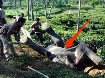 What These People Did For A Struggling Baby Elephant Is So Touching. Wow.