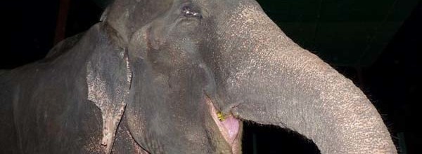 After Being Rescued From 50 Years Of Abuse, This Old Elephant Did Something No One Could Believe.