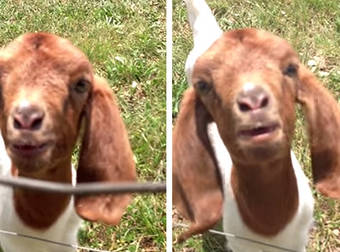 This Baby Goat Just Said the Craziest Thing. It’s so Adorable!