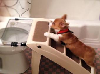 Smart Corgi Puppy is Potty Trained – She Can Use a Toilet All By Herself.