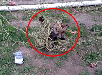 This Baby Fox Was In Deep Trouble, Until A Helpful Man Showed Up To Free Him.