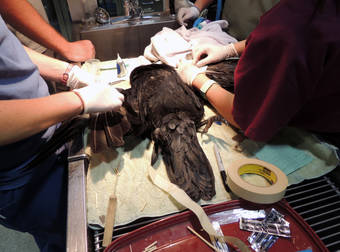 A Raven Was Given A Second Chance Thanks To This Rare Surgical Procedure.