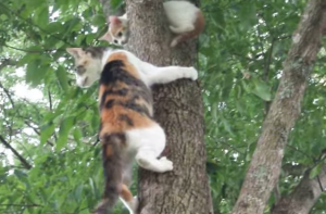 What This Mama Cat Does When Her Baby Gets Trapped Is Ridiculously Sweet. Just Watch.