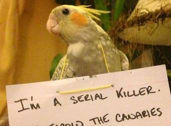 These Birds Were The Worst Troublemakers. But At Least They Owned Up…