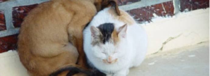 Their Differences Made These Animals Love Each Other…And It’s Amazing.