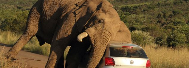 This Itchy Elephant Found The Best Scratching Post: A VW Hatchback.