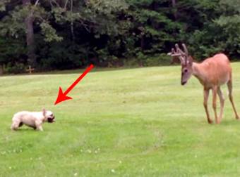 The Magical Moment When A French Bulldog Plays With A Buck In The Back Yard.