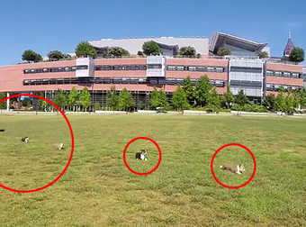 Six Corgi Puppies Invade A College Campus And Totally Make Everyone’s Day.
