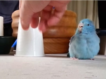 This Funny Bird Goes Crazy Every Time Someone Touches Her Plastic Cup.