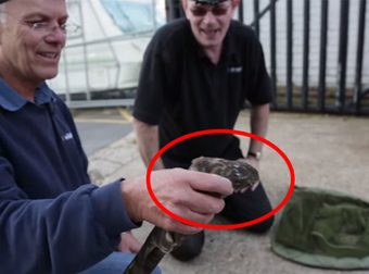 One Bird Stuck In A Warehouse Gives Wildlife Rescuers A Really Hard Time.