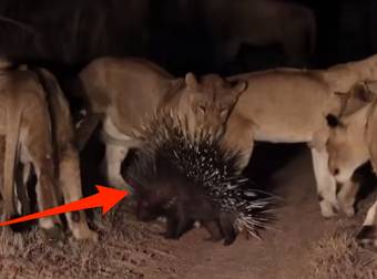What Happens When A Porcupine Is Challenged By 17 Lions Is Pretty Surprising.