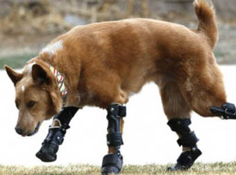 Beautiful And Grateful Animals Who Received A Second Chance Through Prosthetics.