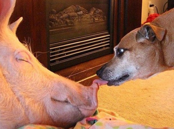 This Little Mini-Pig Grew Into a Big Cutie. Plus, She Changed Her Owner’s Lives.