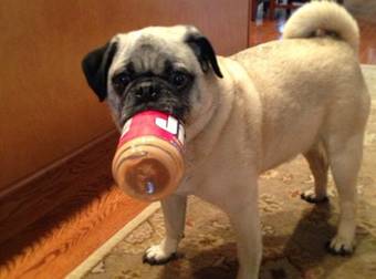 No Pup Loves Food More Than These Adorable Pugs. So! Much! Want!