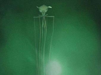 This 26-Foot-Long Squid Looks Like An Alien Invader From A Science Fiction Movie.