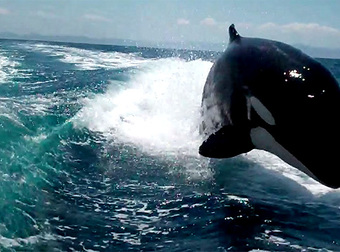 A Bunch Of Killer Whales Surprised This Couple While They Were Celebrating Their Anniversary.
