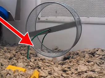 This Hamster Seems To Have Completely Forgotten How To Use The Hamster Wheel.