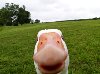 These May Just Be Some Silly Ducks, But They’ll Make Your Day Awesome.