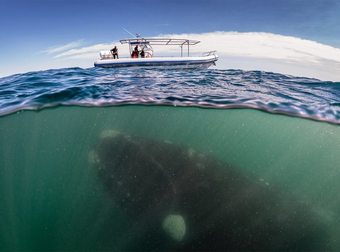 Think You Know What’s Waiting For You Beneath The Surface Of The Water?