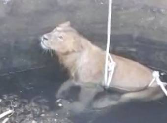 This Wild Rescue Could Have Ended In Disaster, But Thankfully, It Didn’t.