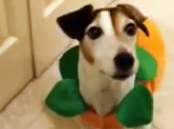 This Smart Jack Russell Terrier’s Trick May Be Forced, But I Still Love It.