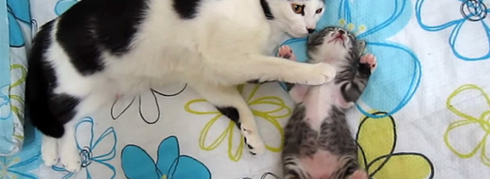 Mother Cat Comforts Her Sleeping Kitten In The Cutest Way.