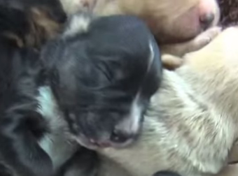 They Were Just Going To Rescue 6 Puppies, But Then… Something Else Happened.
