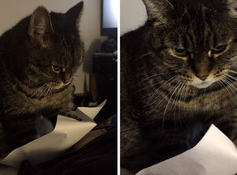 An Adorable, But Bored, Kitty Is Entertained By A Simple Piece Of Paper