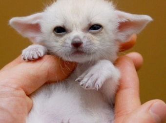 Never Fear, These Baby Animals Have Arrived to Cheer You Up.