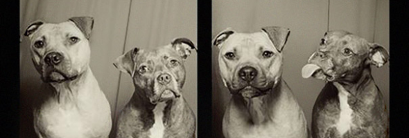Here’s What Happens When You Put Dogs In A Photo Booth. Hint: It’s Fantastic.