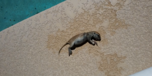 What This Pool Repairman Did After Finding A Drowned Squirrel Is Amazing. A Must See.