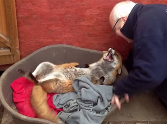 Friendly Fox is in Love With the Kind Man Who Rescued and Adopted Her.