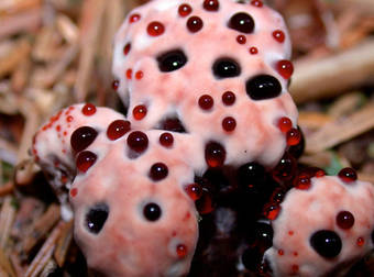 Something Very Unusual Makes These Plants And Fungi Super Creepy. Ughhh.